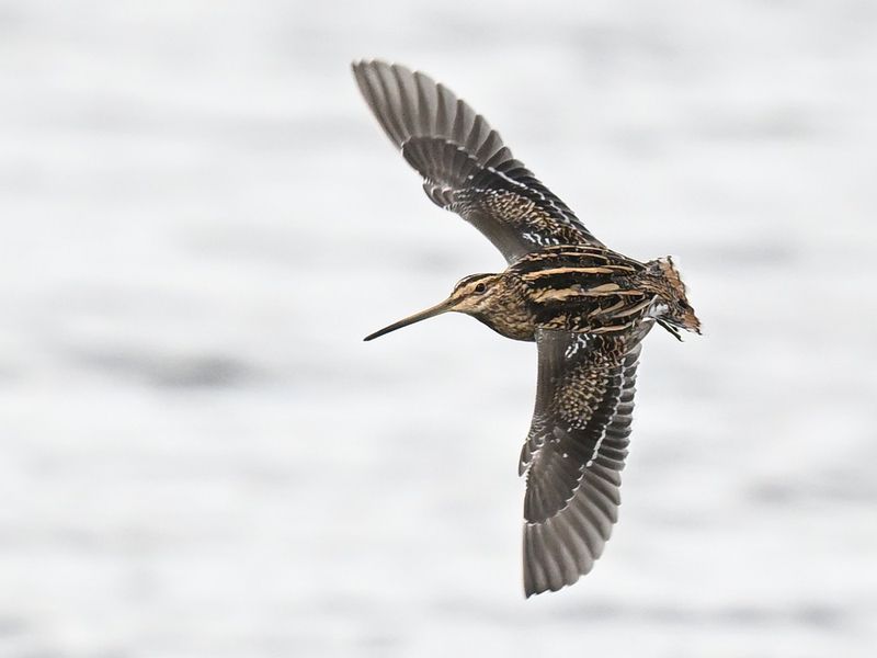 Snipe