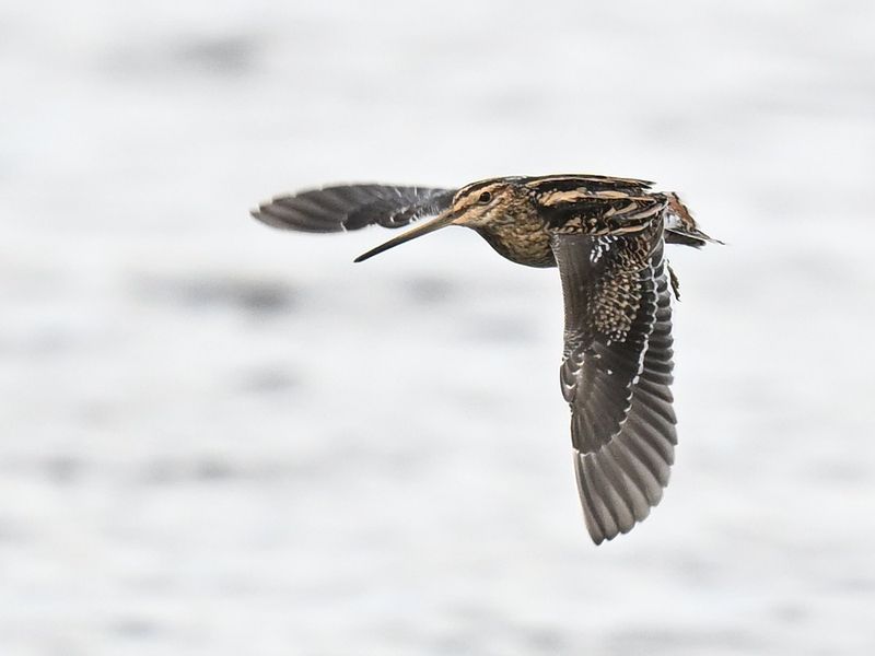 Snipe