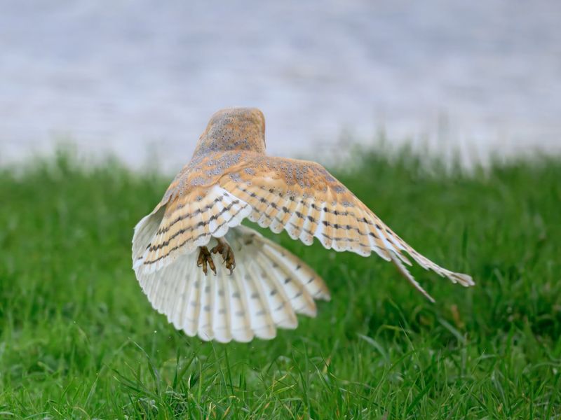Barn Owl