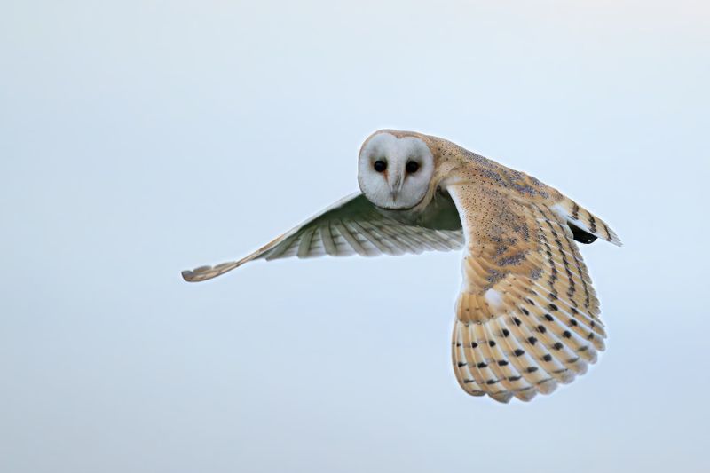 Barn Owl
