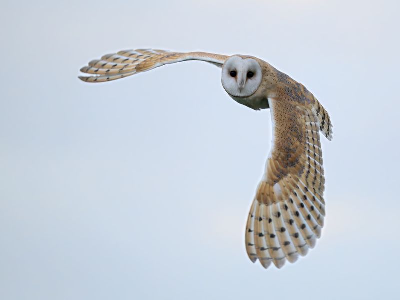 Barn Owl