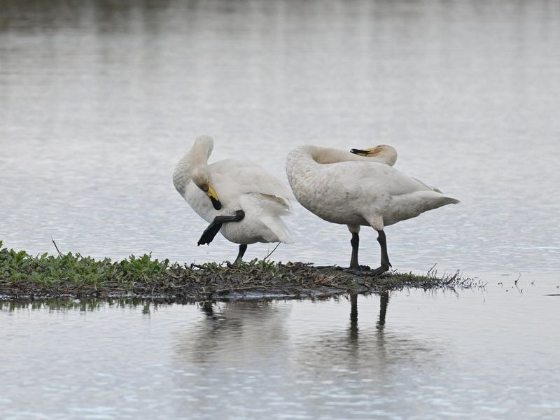 Whooper Swan