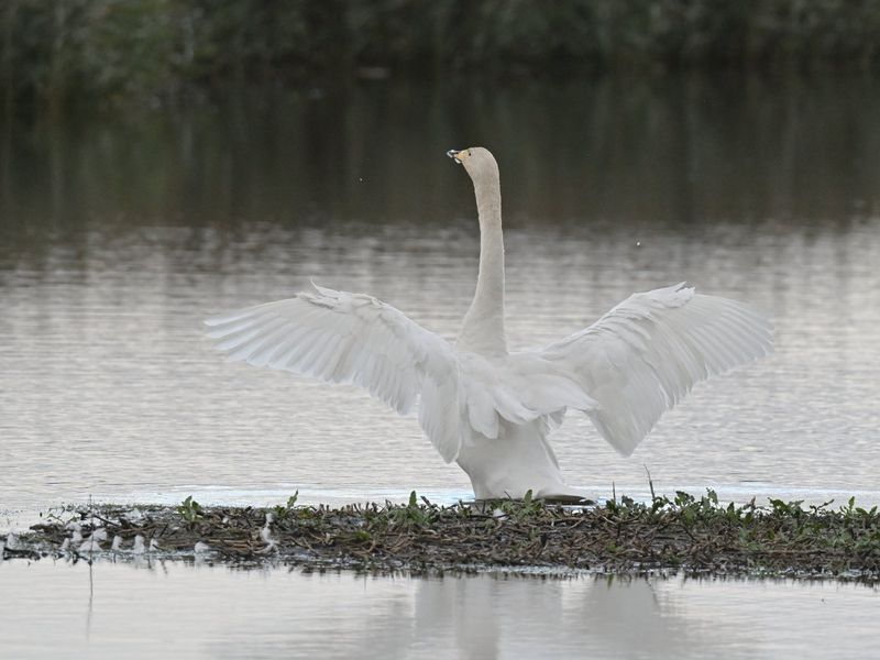 Whooper Swan