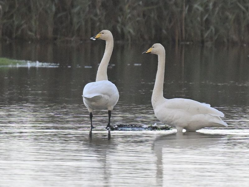 Whooper Swan