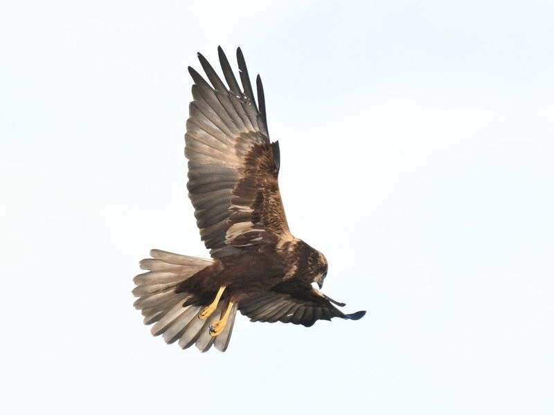 Marsh Harrier
