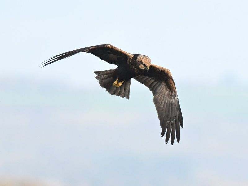 Marsh Harrier
