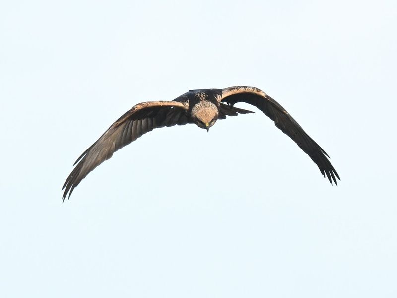 Marsh Harrier