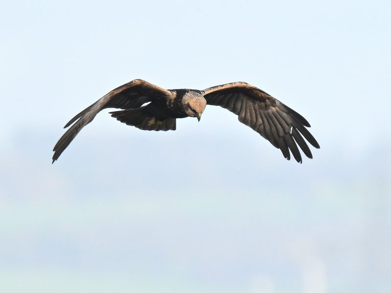 Marsh Harrier