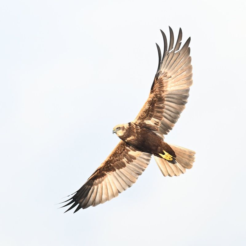 Marsh Harrier