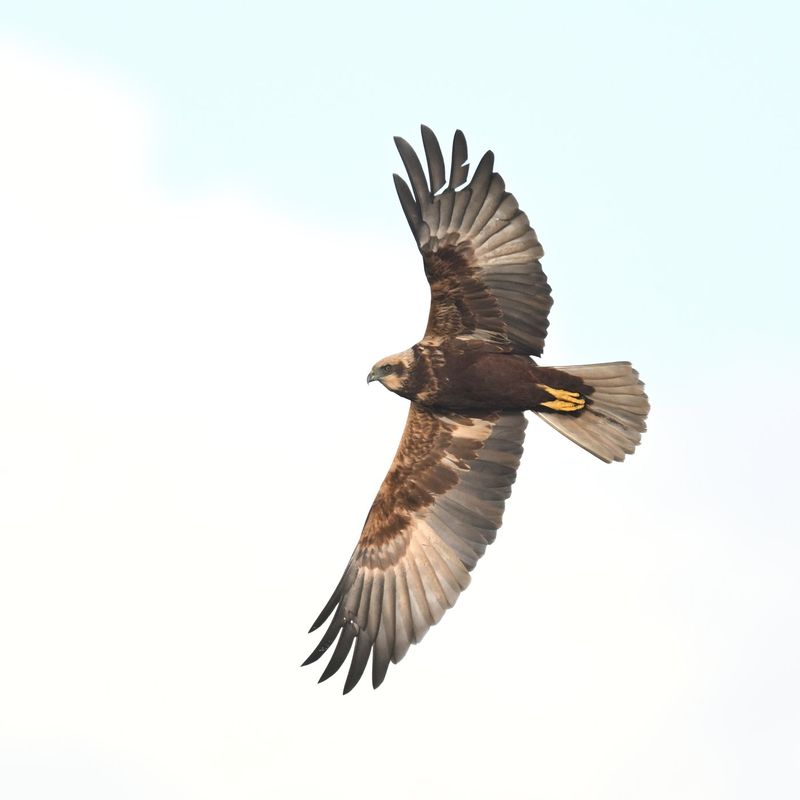 Marsh Harrier