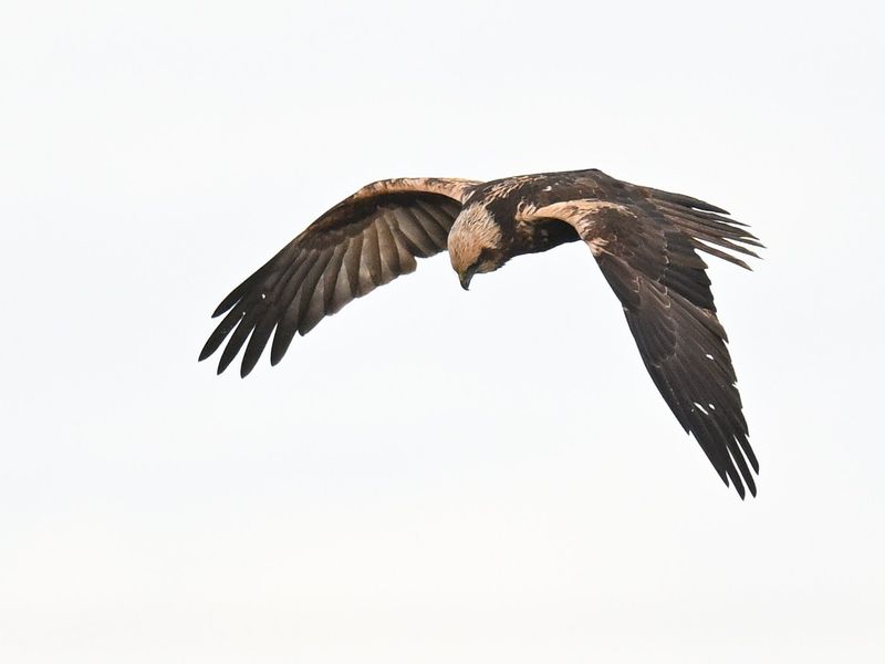 Marsh Harrier