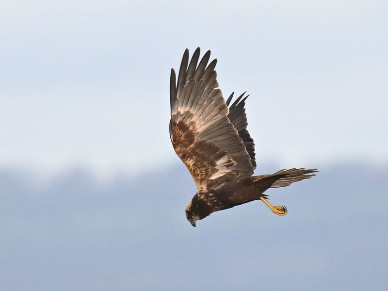 Marsh Harrier