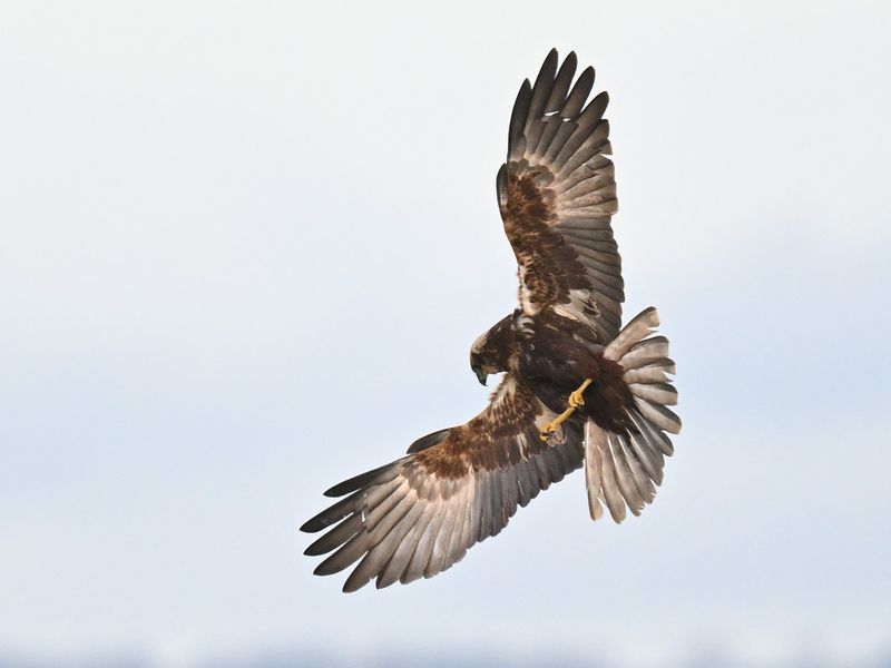 Marsh Harrier