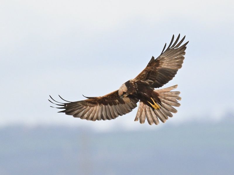 Marsh Harrier