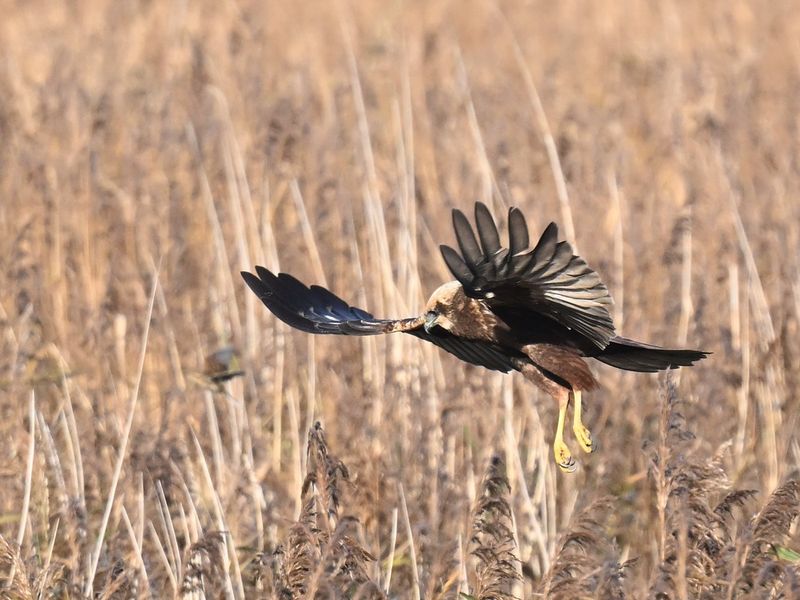 Marsh Harrier