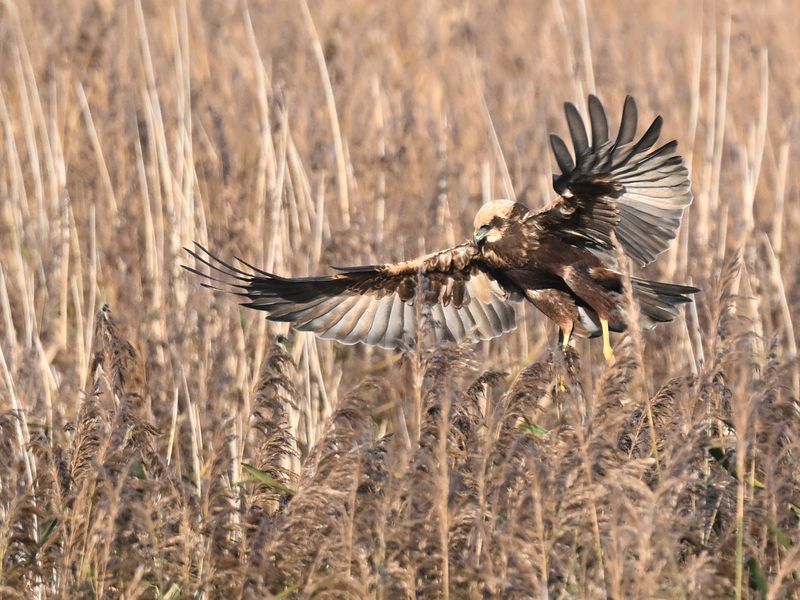 Marsh Harrier