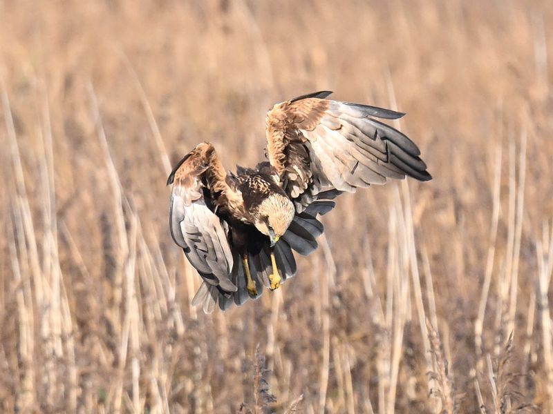 Marsh Harrier