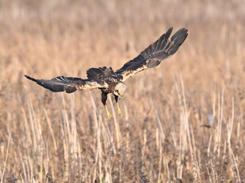Marsh Harrier