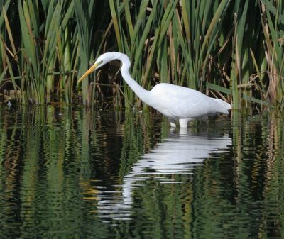 Great White Egret