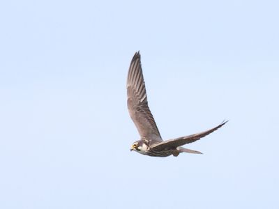 Hobby_826A0040.JPG