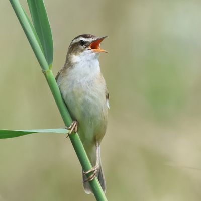 SedgeWarbler_826A2305_1920.JPG