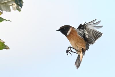 Stonechat landing