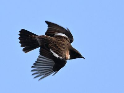 Stonechat