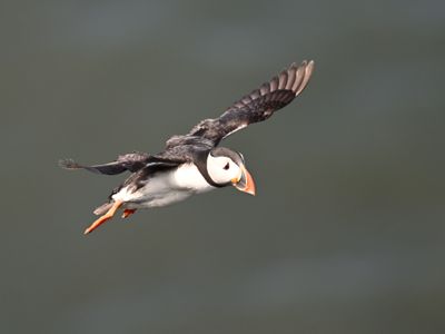 Puffin