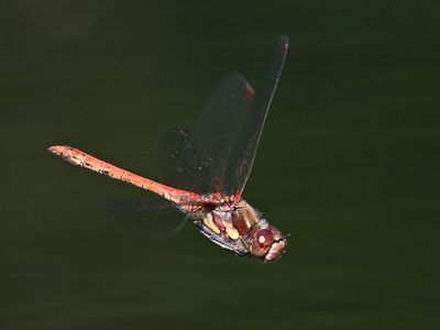Common Darter