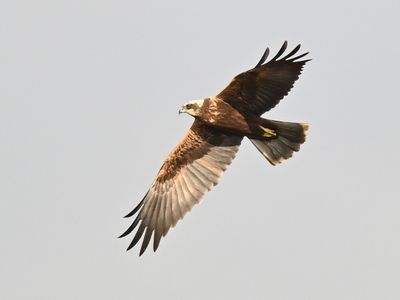 Marsh Harrier