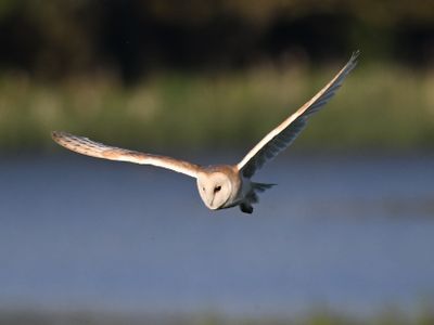 Barn Owl