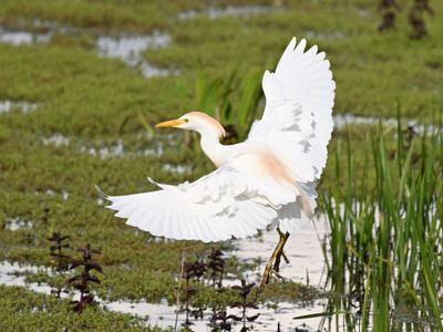 Cattle Egret
