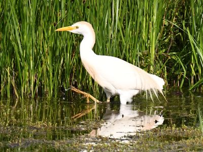 Cattle Egret