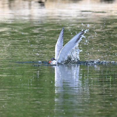 CommonTern_DSC_8811_small.JPG