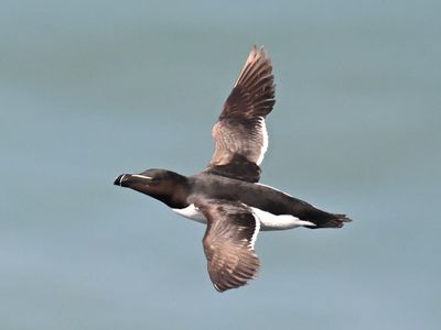 Razorbill