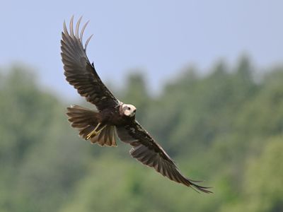 Marsh Harrier
