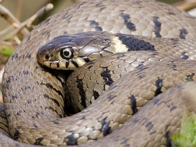 Grass Snake