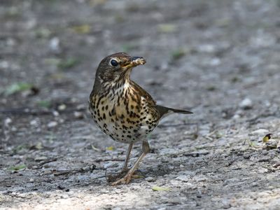 Song Thrush