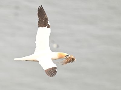 June 16th 2025 - Bempton Cliffs