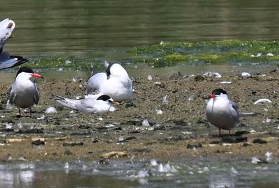 Little Tern