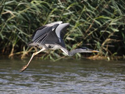 Grey Heron
