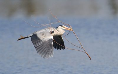 Grey Heron
