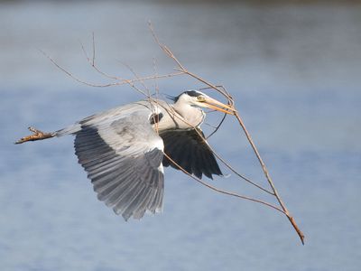 Grey Heron