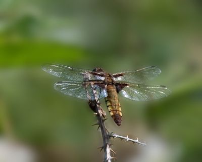 Broad Bodied Chaser