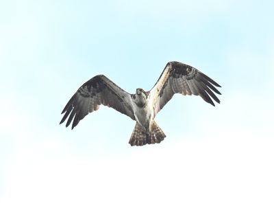 g13/10/6577910/3/175602655.f16ca8de.JPEG