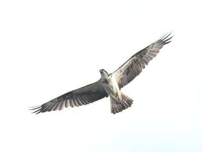 g13/10/6577910/3/175602660.ed5c1bea.JPEG