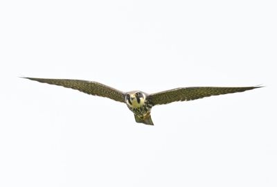 Hobby