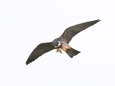 Hobby