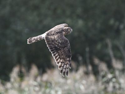 Hen Harrier