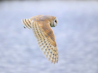 Barn Owl
